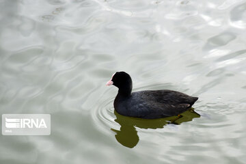 Zaribar Wetland, safe place for birds in winter