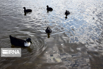 Zaribar Wetland, safe place for birds in winter