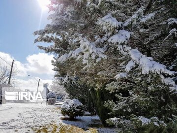 Snow whitens cities in southern Iran