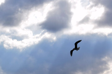 Zaribar, abri d'hiver pour les  oiseaux à l’ouest de l’Iran