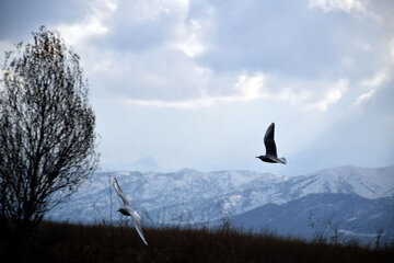 Zaribar, abri d'hiver pour les  oiseaux à l’ouest de l’Iran