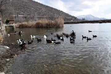 Zaribar, abri d'hiver pour les  oiseaux à l’ouest de l’Iran