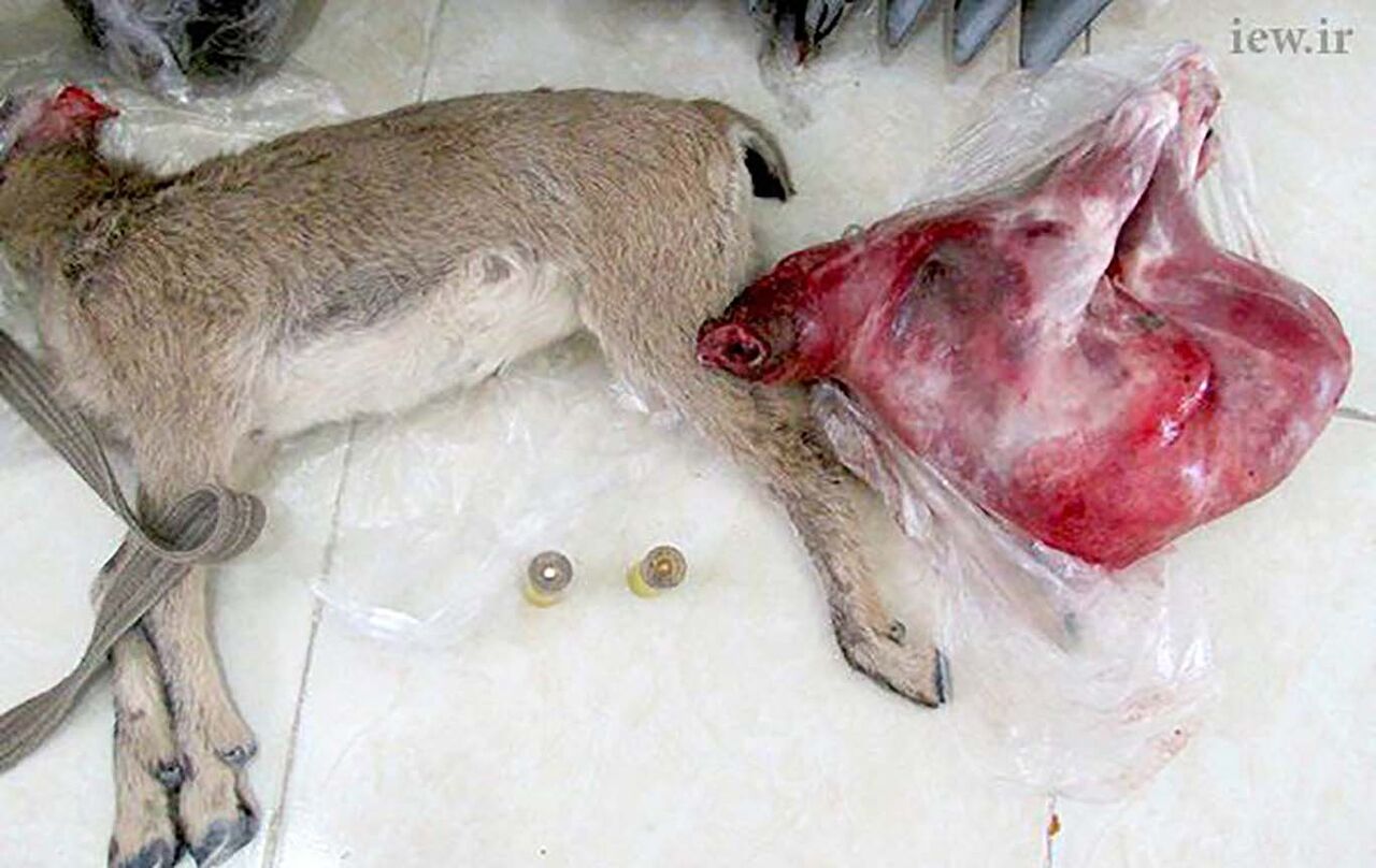 لاشه یک راس حیوان وحشی در فرودگاه بوشهر کشف شد 
