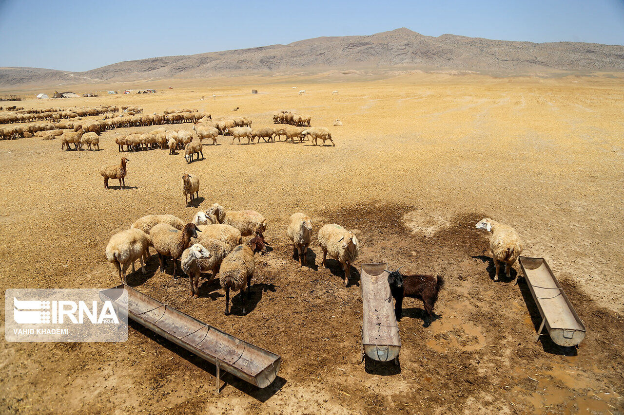 ٣١ طرح عشایری همزمان با دهه فجر در آذربایجان‌غربی افتتاح می‌شود 