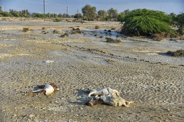 اتلاف احشام در سیلاب بلوچستان‎