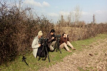 سرشماری زمستانی پرندگان در منابع آبی مهاباد آغاز شد