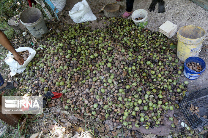 54 درصد باغات چهارمحال و بختیاری متخص میوه خشک است