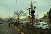 عملیات هرس درختان در شهر سنندج آغاز شد  