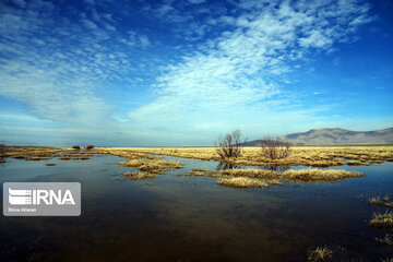 Kamjan Marsh in southern Iran