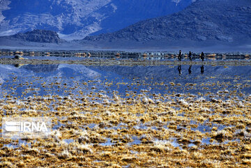 Kamjan Marsh in southern Iran