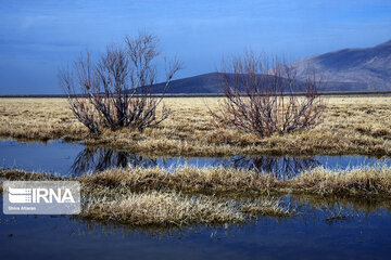 Kamjan Marsh in southern Iran