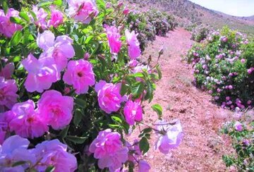 تولید و تکثیر گل محمدی مقاوم به کم آبی توسط یک شرکت فناور