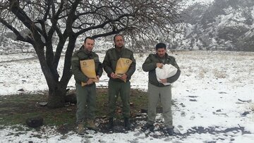 محیط‌بانان خلخال به کمک حیوانات وحشی شتافتند 