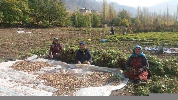 اشتغال ۳ هزار زن روستایی؛ الگوی موفق خوداشتغالی در آذربایجان‌غربی