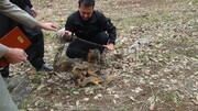 ۲۰۰ بطانه سنجاب در طبیعت سروآباد رها سازی شد