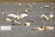 Migratory swans in northern Iranian wetland