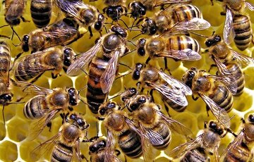 ۷۰ درصد از ملکه زنبورعسل اصلاح‌شده کشور در دامغان تولید می‌شود