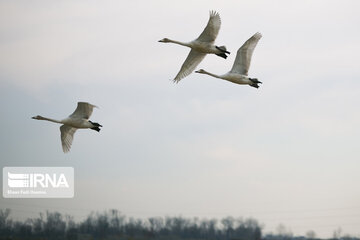 Migratory swans in northern Iranian wetland