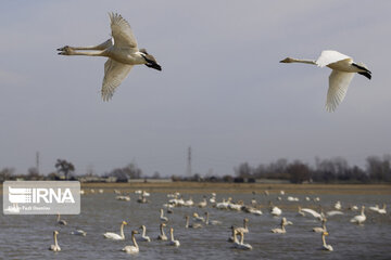 Migratory swans in northern Iranian wetland