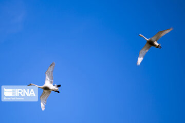 Migratory swans in northern Iranian wetland