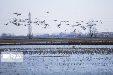 Migratory swans in northern Iranian wetland