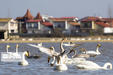 Migratory swans in northern Iranian wetland