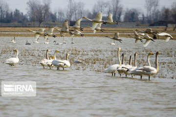 Migratory swans in northern Iranian wetland