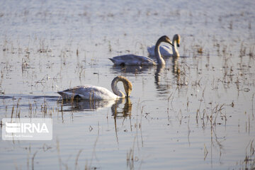 Migratory swans in northern Iranian wetland