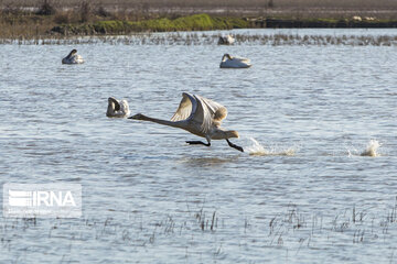 Migratory swans in northern Iranian wetland