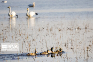 Migratory swans in northern Iranian wetland