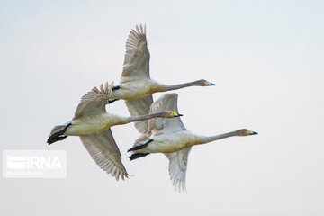 Migratory swans in northern Iranian wetland