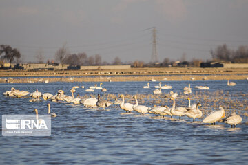 Migratory swans in northern Iranian wetland