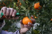 جهاد کشاورزی در باره بی‌اعتمادی به مرکبات مازندران هشدار داد