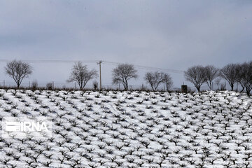 Beautiful Iran in Winter