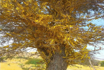 هجوم موج سوم ملخ صحرایی به مراتع سیستان و بلوچستان