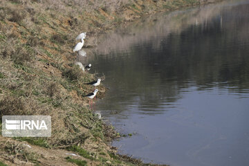 Southwest Iran, ideal place for migratory birds