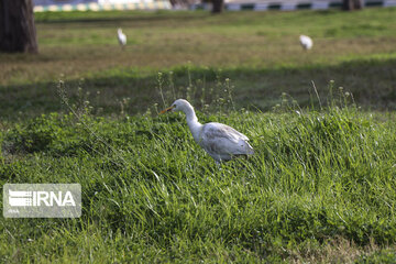 Southwest Iran, ideal place for migratory birds