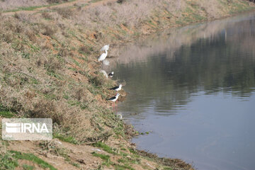 Southwest Iran, ideal place for migratory birds