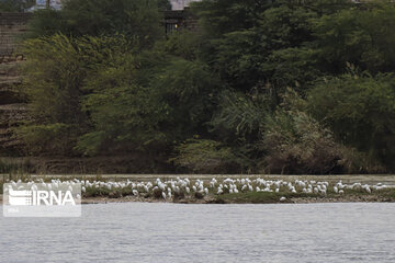 Southwest Iran, ideal place for migratory birds