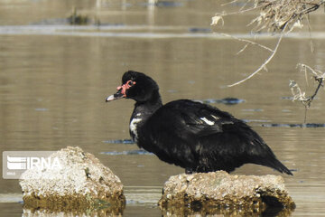 Southwest Iran, ideal place for migratory birds