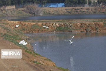 Southwest Iran, ideal place for migratory birds