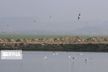 Southwest Iran, ideal place for migratory birds