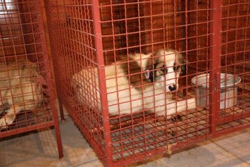 ۳۰۰ قلاده سگ در سنندج انگل‌زدایی و عقیم‌سازی شد