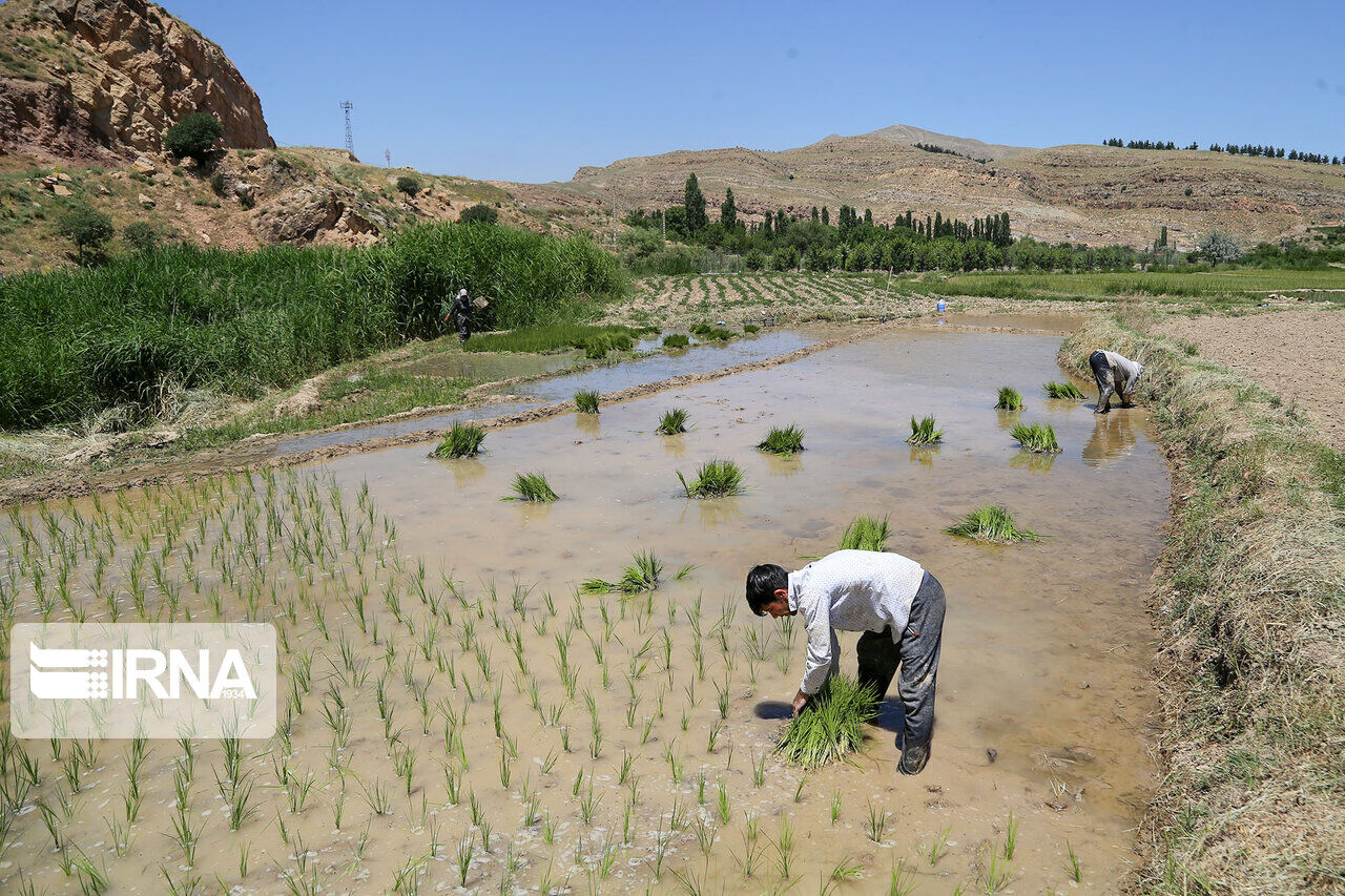 استان‌های شمال کشور معین خوزستان در کشت شلتوک