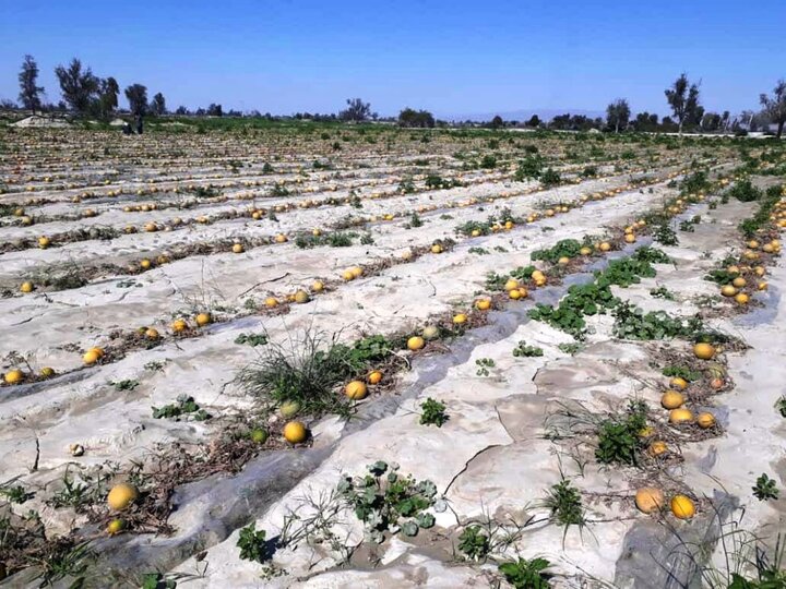 رشد 96 هزار تنی تولید گندم در قزوین با وجود کاهش سطح زیر کشت 3
