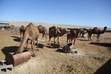 سفر وزیر ارتباطات و فناوری اطلاعات به خراسان جنوبی