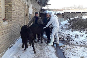 واکسیناسیون رایگان دام به مناسبت دهه فجر در آذربایجان‌شرقی