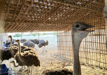 مدیر عامل صندوق کارآفرینی امیدکشور در چابهار