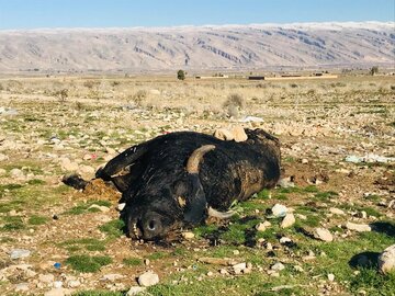 تفرجگاه نزدیک شیراز، همسایه با گاوان مردار