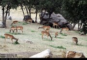 زایش نخستین گوساله گوزن زرد در ارسنجان فارس 